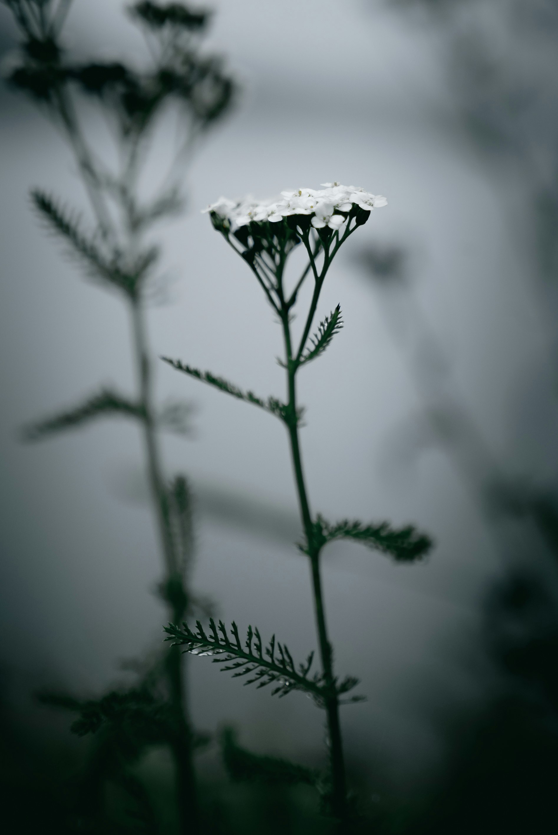 white flower in tilt shift lens